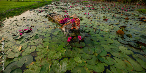 Quadro su tela Lyly water flower harvesting in Mekong delta