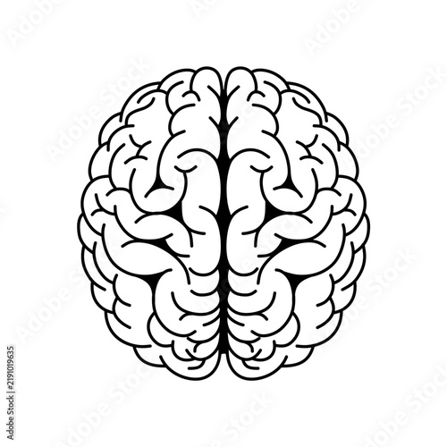 Human brain vector illustration view from above isolated on white background