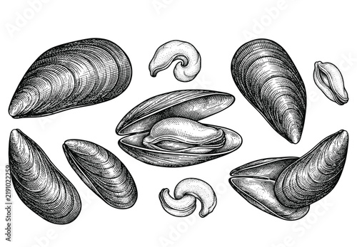 Photography Detailed Seafood Shell Collection Featuring Mussels Clams and Open Shells Vintag