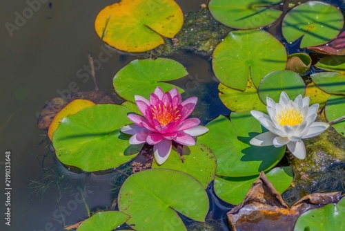 池の水面に咲くピンクと白の睡蓮の花　美しい水生植物の自然風景