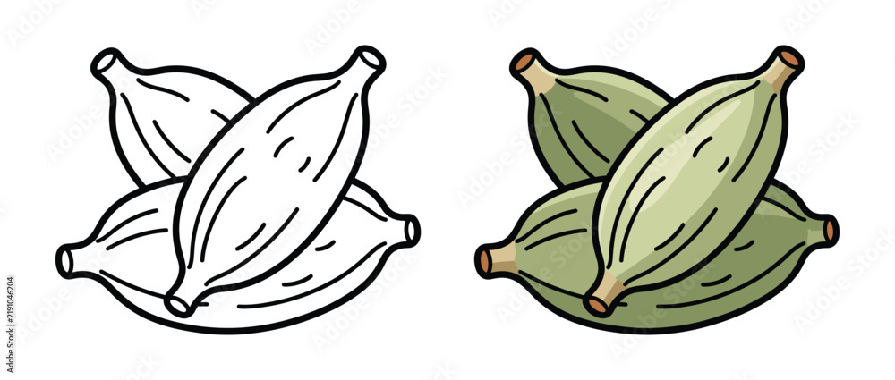 Fototapeta premium Green cardamom pods with outline drawing for spice ingredient and aromatic flavor.