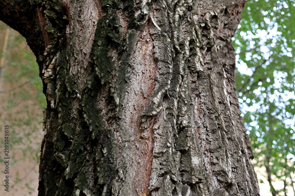 Fototapeta premium Tree trunk with rough dark bark