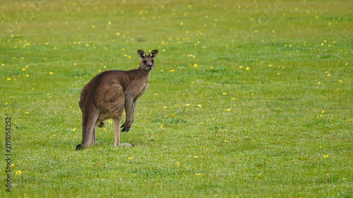 Male eastern grey kangaroo standing in flowering grassland