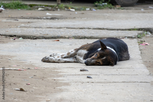 Black and white spotted stray dog sleeping peacefully on a dirty concrete path outdoors.