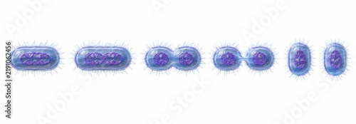 Tapety artystyczne Bacterial Cell Division Stages Sequence