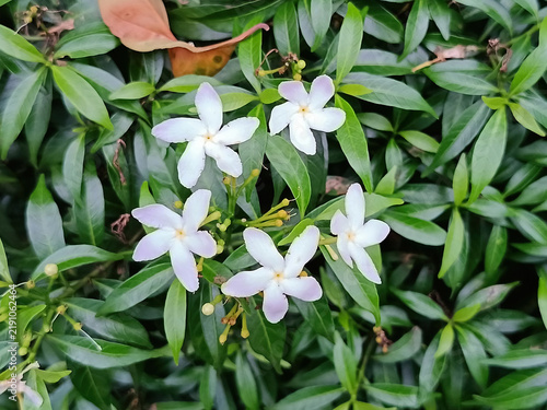 Five star shaped white crape jasmine blossoms surrounded by lush green foliage, botanical close-up.