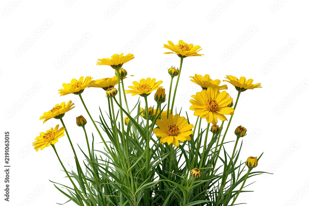Obraz premium Tall group of yellow daisies with green stems