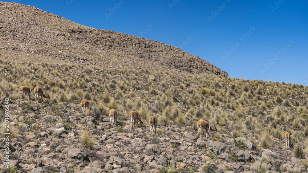Fototapeta premium Wild lama vicugnas graze on the mountainside. A group of animals is eating grass, tilting their heads. Rear view. A rocky mountain slope against a blue sky. Peru. The Andes.