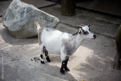 Fotografía Small domestic goat standing on sandy ground near a large rock in an outdoor enclosure at a zoo or farm park