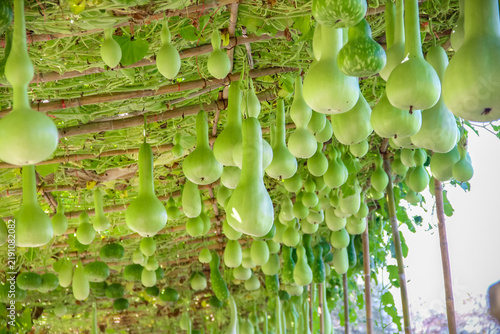Many long lagenaria siceraria hanging on wood roof structure