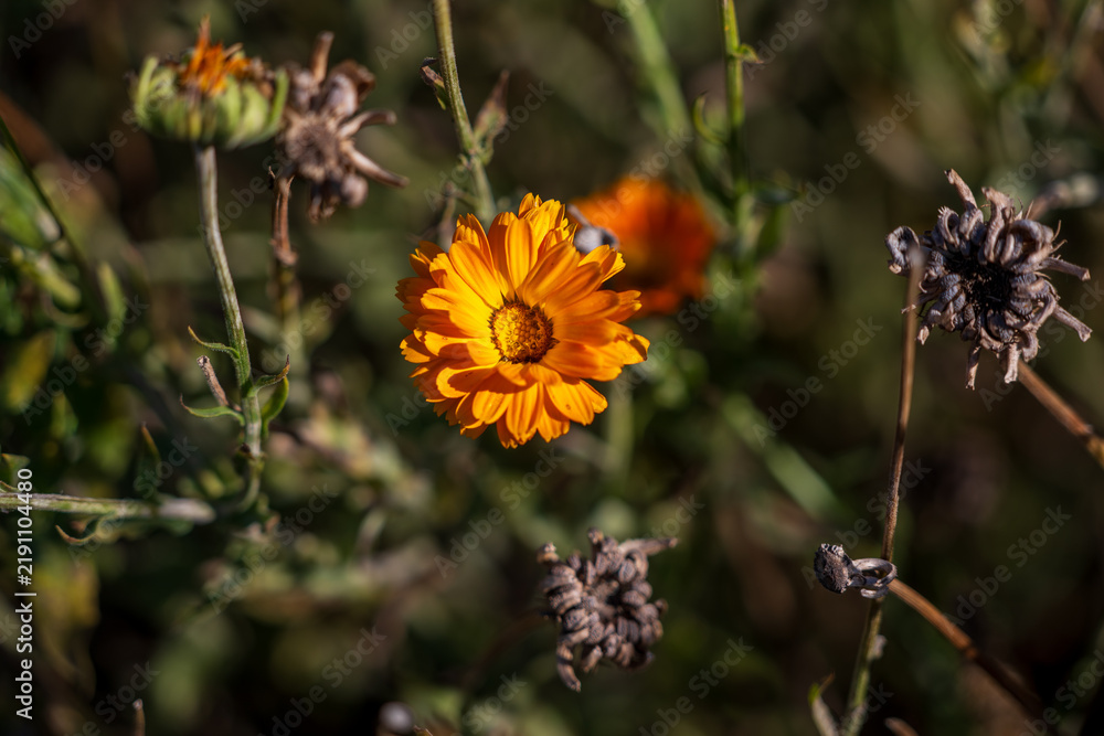 Obraz premium Orange pot marigold (Calendula officinalis) blooming among dry mature seed heads, showing flowering, seed development and the natural plant life cycle in an autumn garden.