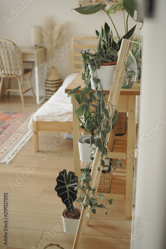 Foto Indoor plants arranged on a wooden ladder in a cozy living space