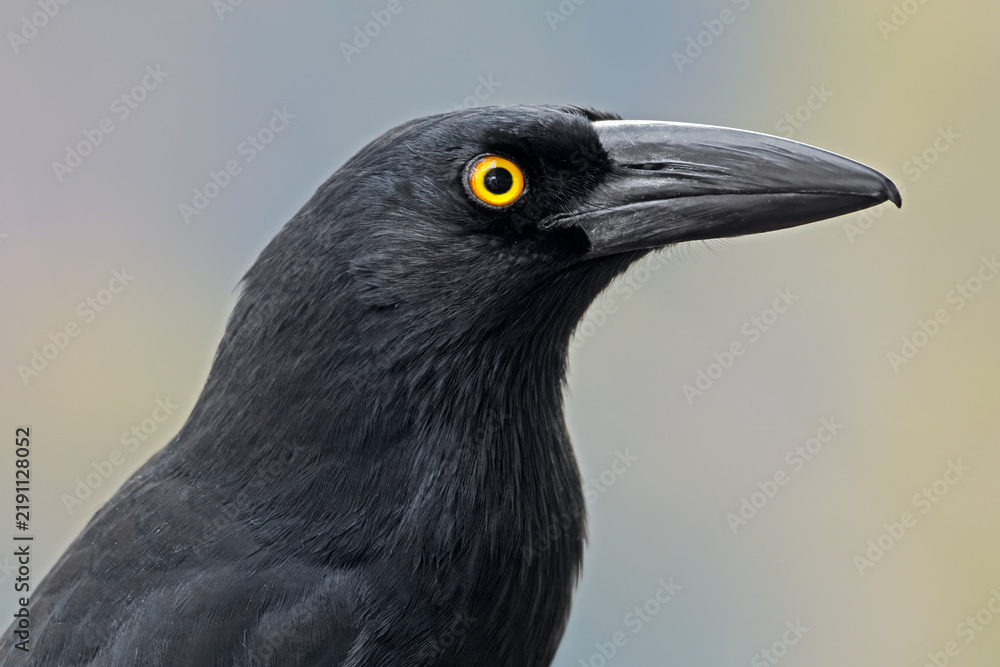 Fototapeta premium Close-up portrait of a pied currawong (Strepera graculina), South Australia