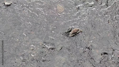 ducks on the river, top view