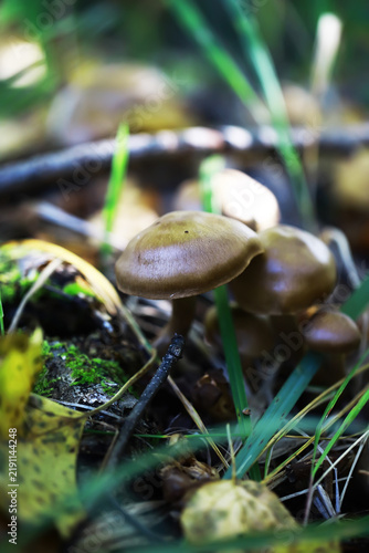 Картината върху платно Wild Mushrooms in Lush Forest Underbrush with Vibrant Greenery and Natural Sunli