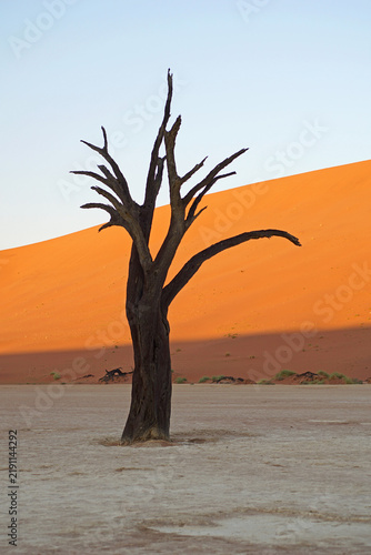Dead Trees of Deadvlei in Namibia