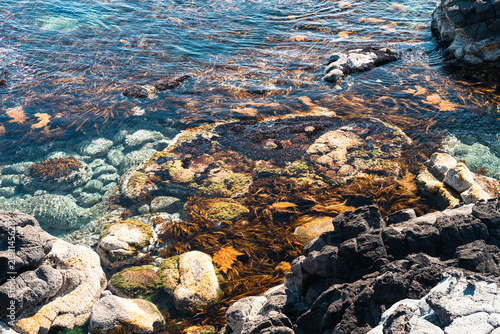 Clear coastal waters with Rishiri kelp on rocky seabed, Rishiri Island
