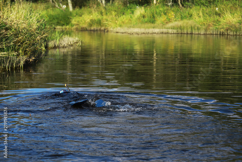 Fotografía Person Snorkeling in Tranquil Freshwater Lake Surrounded by Lush Greenery and Bl