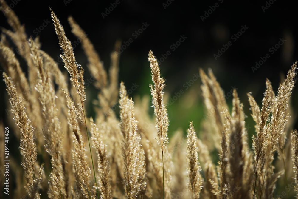 Obraz premium Golden Wheat Stalks Swaying in Sunlight Against Dramatic Dark Background