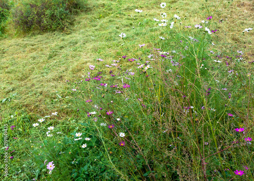 Wildflowers blooming in a mowed field.