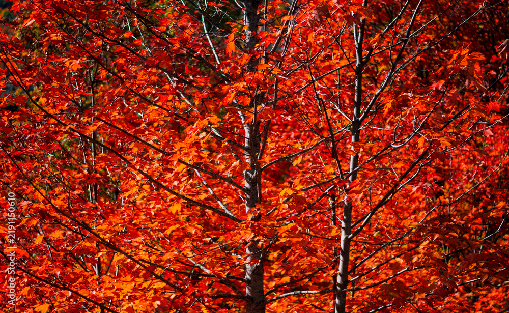 Fototapeta premium A wonderful natural mosaic painted in the bright shades of the forest in the height of autumn.