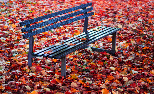 Obraz na płótnie A deep moment of autumnal stillness and melancholy among purple-red leaves and a