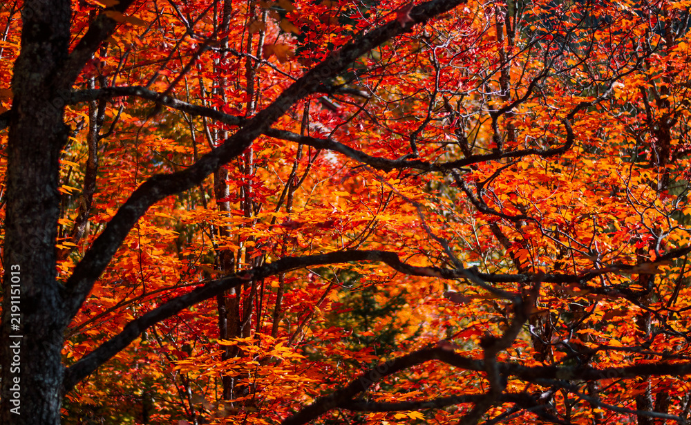 Obraz premium A dense tangle of dark branches framing the vibrant beauty of orange leaves in autumn