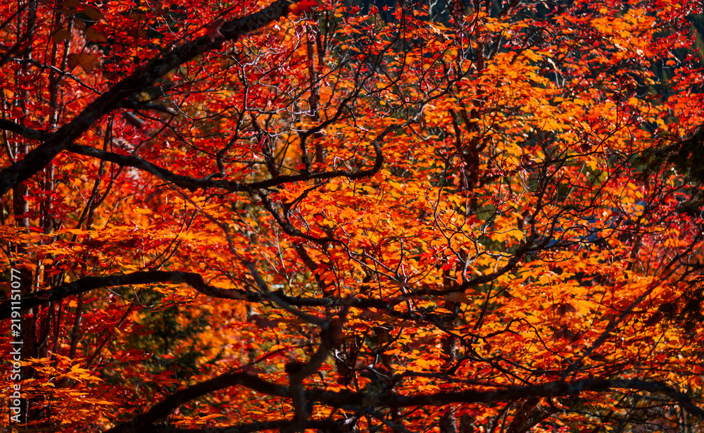 Obraz premium Sunlight breaking through a dense, warm explosion of red and gold leaves