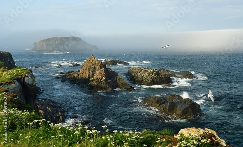 dramatic vistas of wildflowers , sea stacks, distant birds,  and rough surf  in the labrador sea from the grassy cliffs  of the elliston puffin viewing site during nesting season on a  foggy summer da