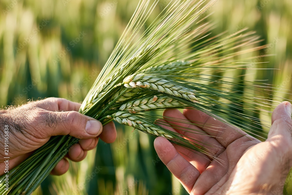 Obraz premium The Wheat Stalks in Hands: Harvest Moment in a Golden Field
