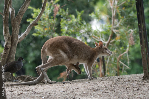 Fotografie Australian wallaby with joey in pouch in tropical Queensland