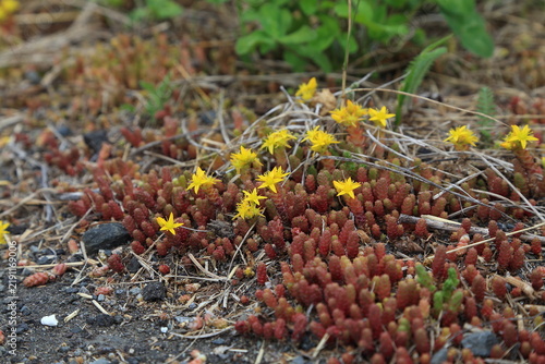 Fotografía European goldmoss stonecrop (Sedum acre) with yellow flowers growing on dry grou