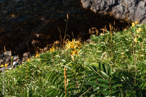 Yellow wild Ezo-oguruma flowers blooming on coastal cliff slope, Rishiri Island
