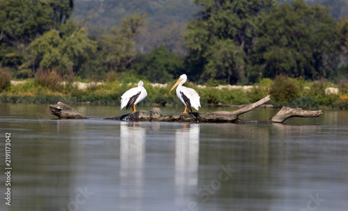 Pair of American White Pelicans Resting on Driftwood in the Illinois River