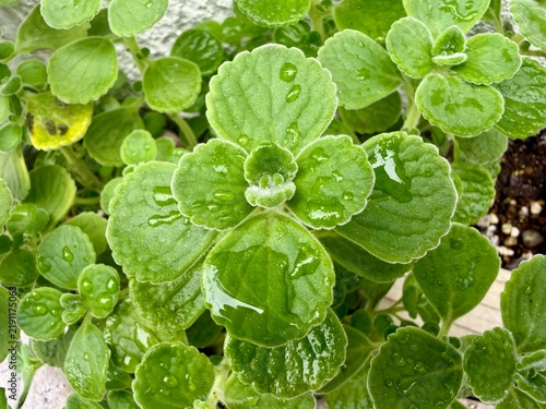 Fotografie Fresh green leaves covered with water droplets after rain