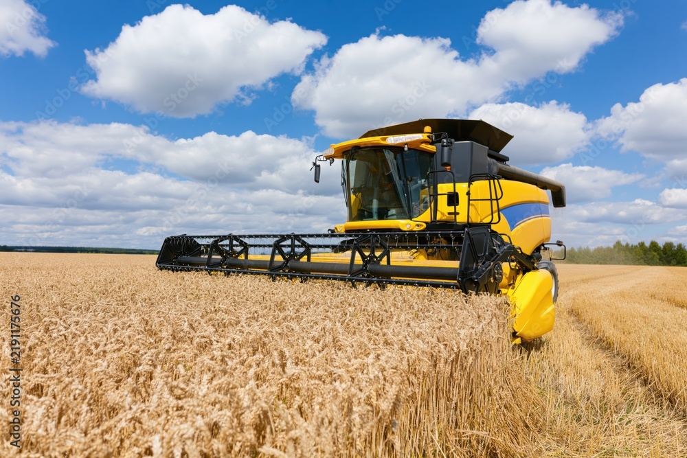 Obraz premium The Combine Harvester Dominates a Vast Golden Wheat Field Under Bright Sky
