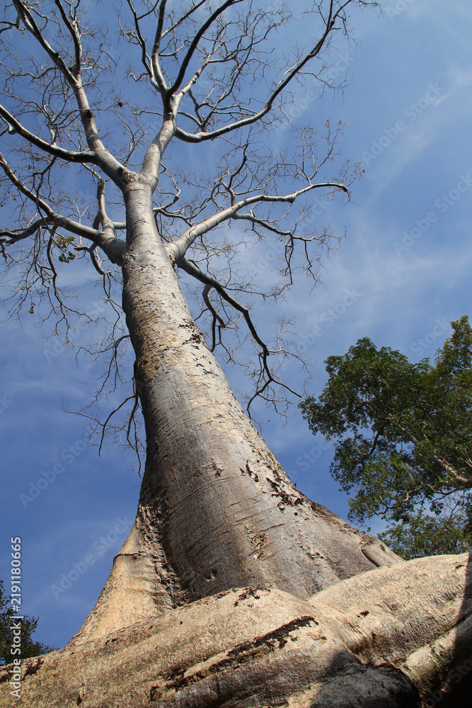 Fototapeta premium tree in a ruined buddhist and hindu khmer temple (ta prohm) in angkor in siem reap in cambodia 