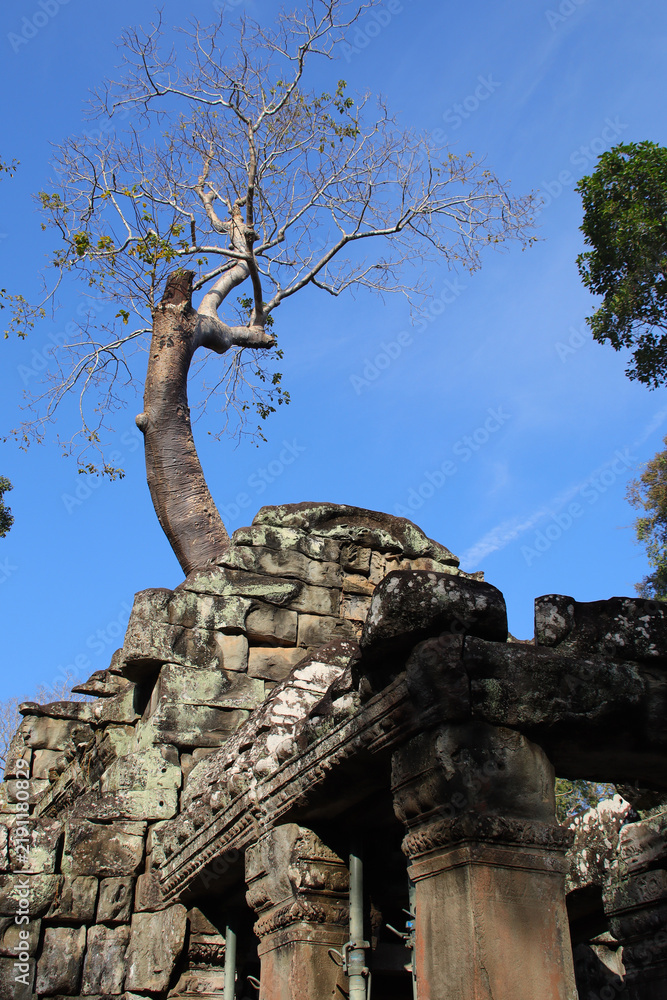 Obraz premium ruined buddhist and hindu khmer temple (ta prohm) in angkor in siem reap in cambodia 