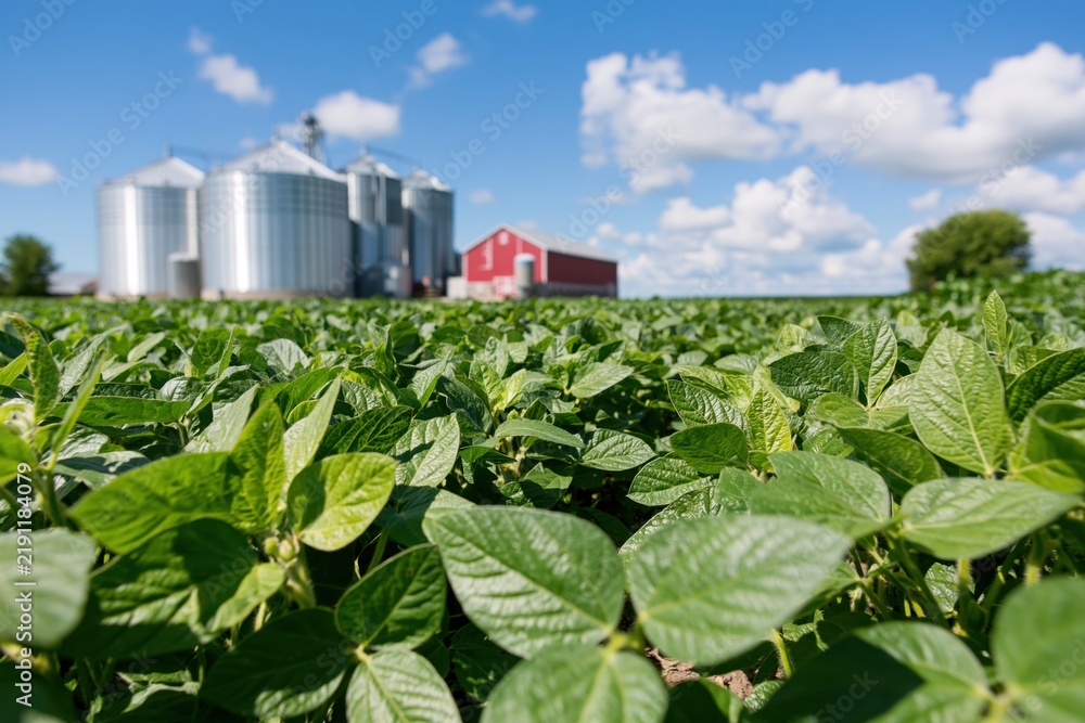 Obraz premium The Soybean Field Under Bright Sky With Silos And Red Barns