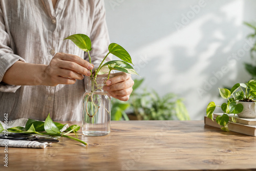 Plant propagation