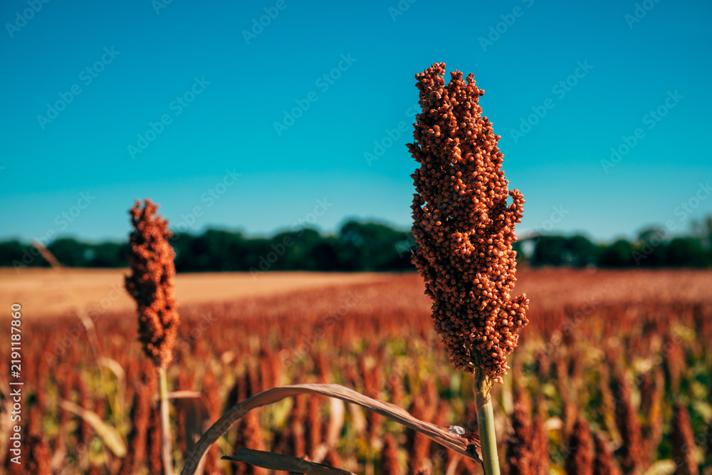 Obraz premium Close-up shot of reddish-brown ripe grain sorghum (sorghum bicolor) heads growing in an agricultural field against a clear blue sky.