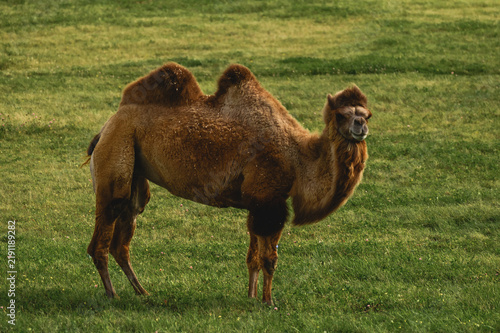 Принти на полотні Smiling Bactrian camel standing in a green grassy field