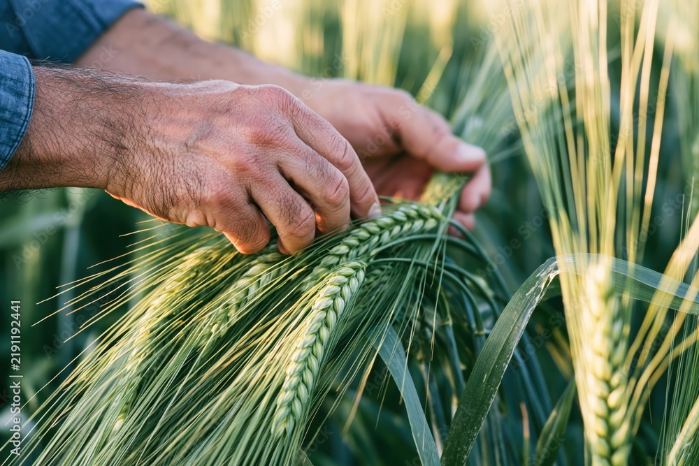 Obraz premium The Wheat Harvest: Close-Up of Hands Handling Fresh Grain in a Field