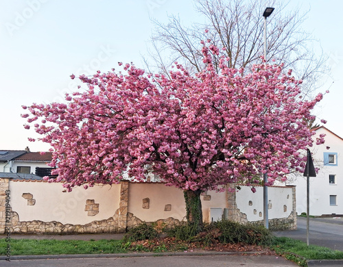 Pink cherry blossom tree in full bloom along residential street near stone wall on the city street.