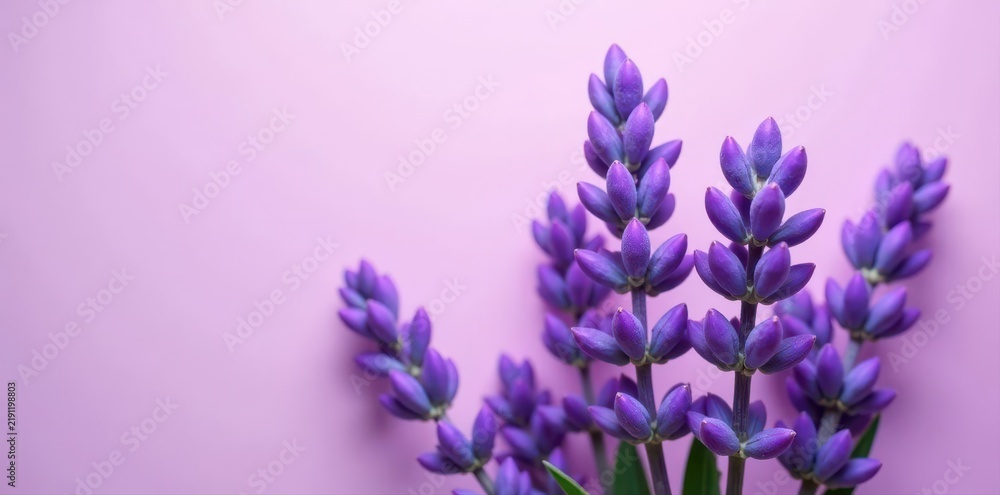 Fototapeta premium Pastel purple backdrop, profuse lavender bouquet , soft, photography