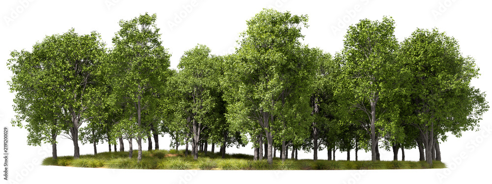 Obraz premium Frontal grove forest line landscape isolated transparent backgrounds 3d illustrations png
