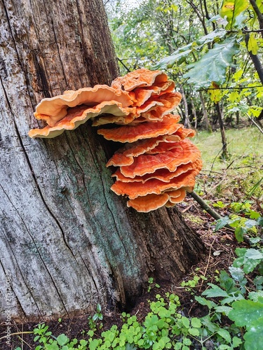 Żółciak siarkowy Laetiporus sulphureus żagwiowiec na drzewie w lesie