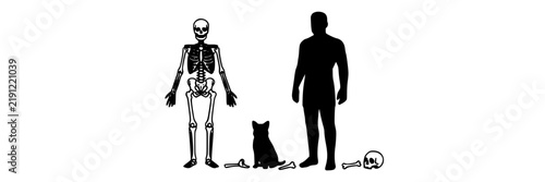 Skeleton Silhouettes with Human Figure and Cat Illustration. Medical Anatomy Concept, Vector Design