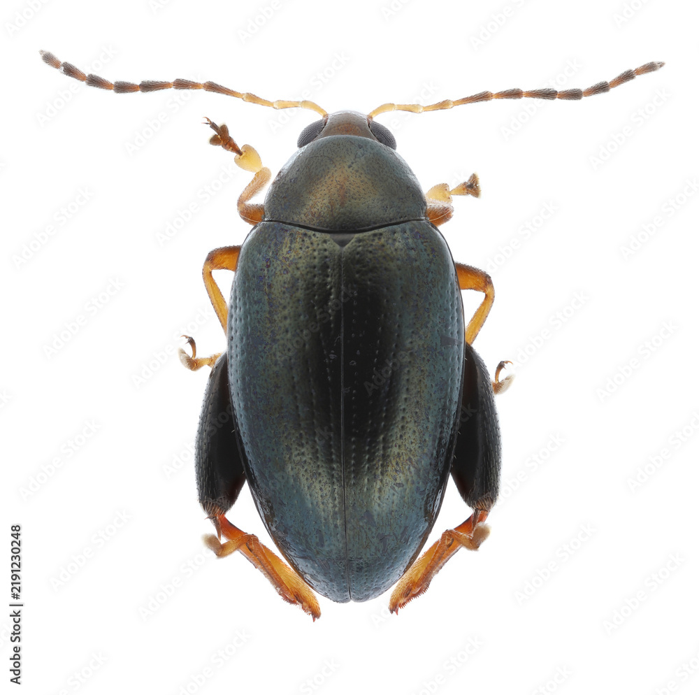 Obraz premium Psylliodes chrysocephala or sometimes chrysocephalus, commonly known as the cabbage-stem flea beetle. An adult specimen isolated on a white background. Typical form. Serious pest of rape in northern E