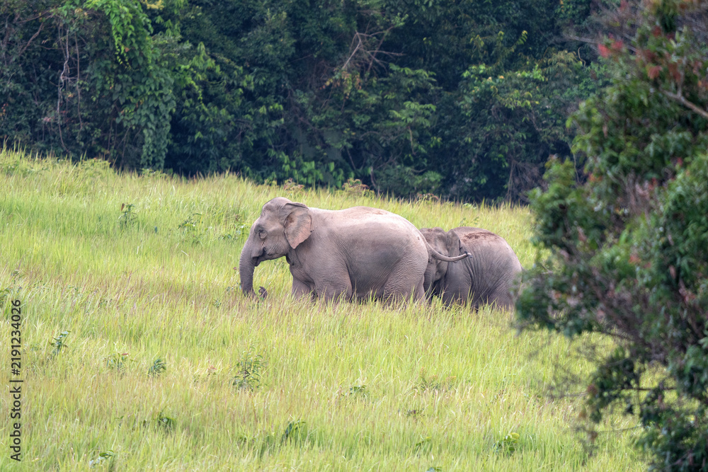 Fototapeta premium elephants in the wild